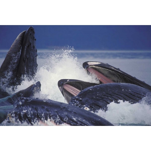 Alaska, Juneau Humpback whales bubble net feed